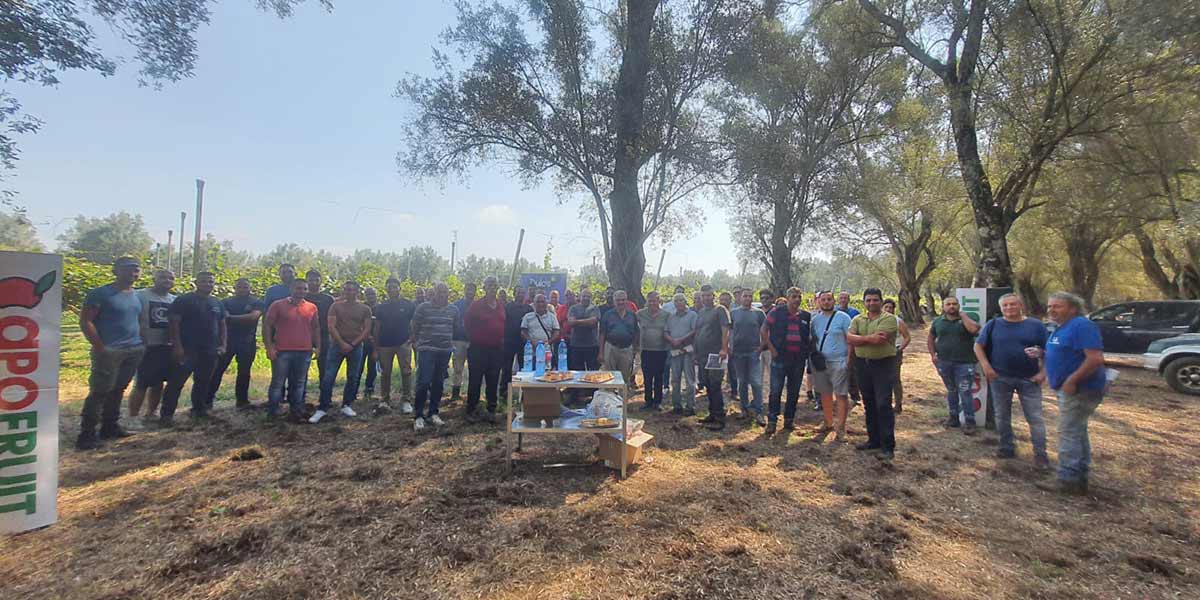 Kiwi, Apofruit: pronti a triplicare i quantitativi in Calabria